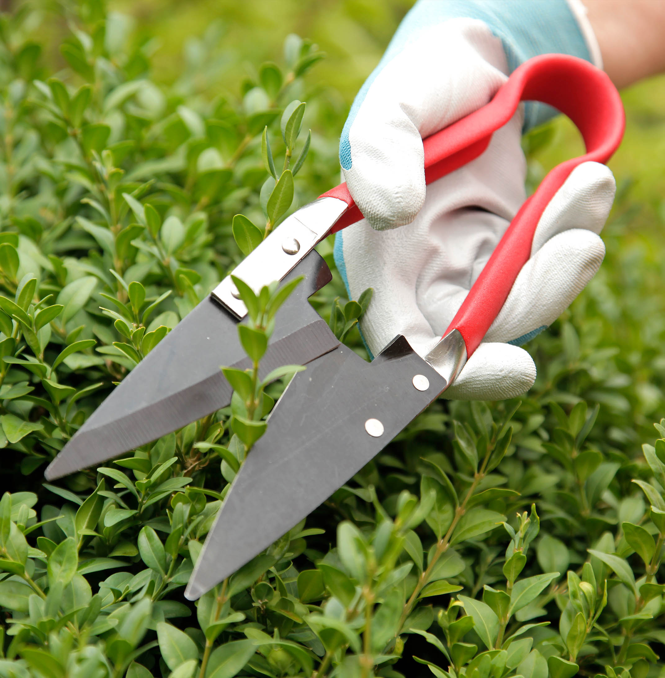 Compact Topiary Shears | Spear and Jackson